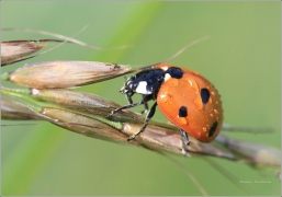 <p>SLUNÉČKO SEDMITEČNÉ (Coccinella septempunctata) ---- /Seven-spotted ladybug - Siebenpunkt-Marienkäfer/</p>